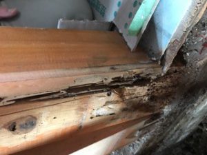 シロアリ点検実施中